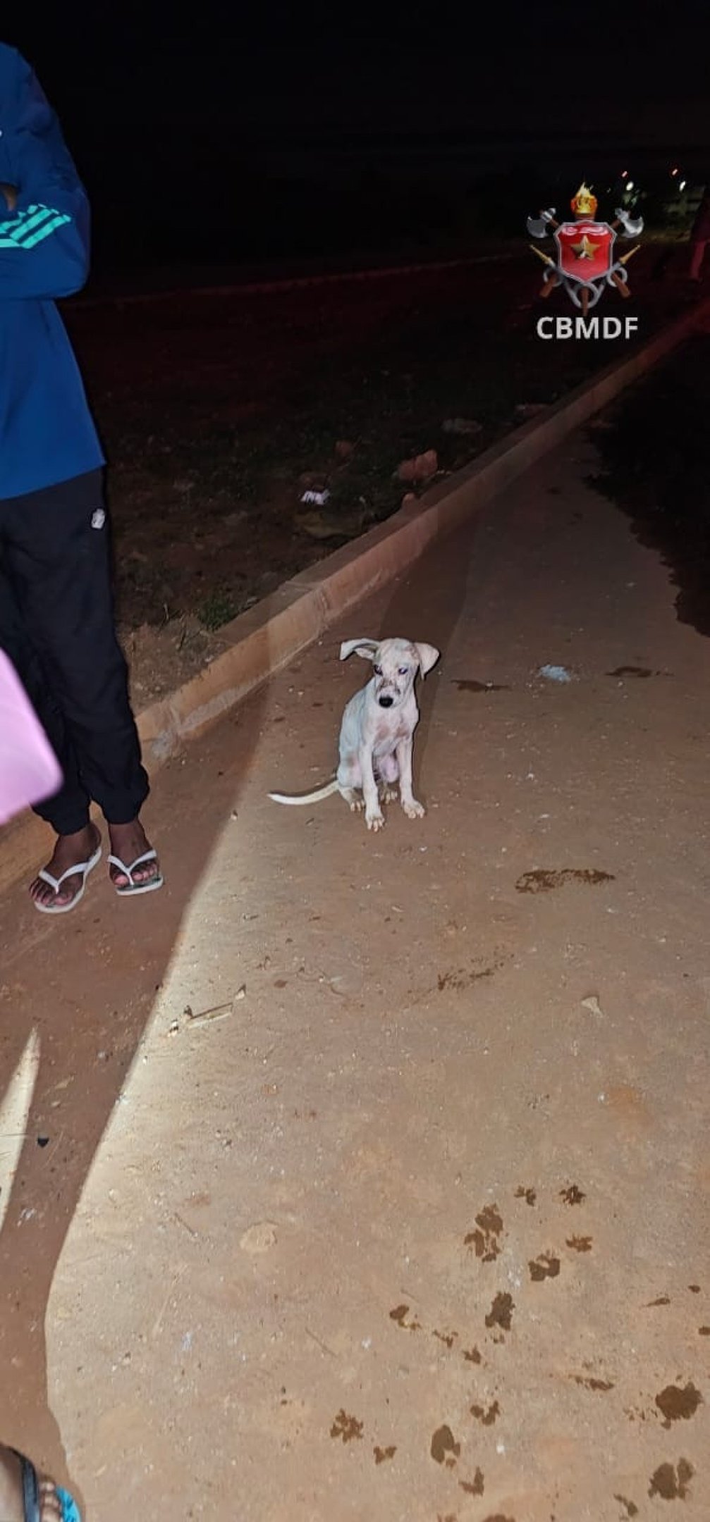 Homem ateou fogo na residência após ameaçar a companheira; cão foi resgatado sem ferimentos