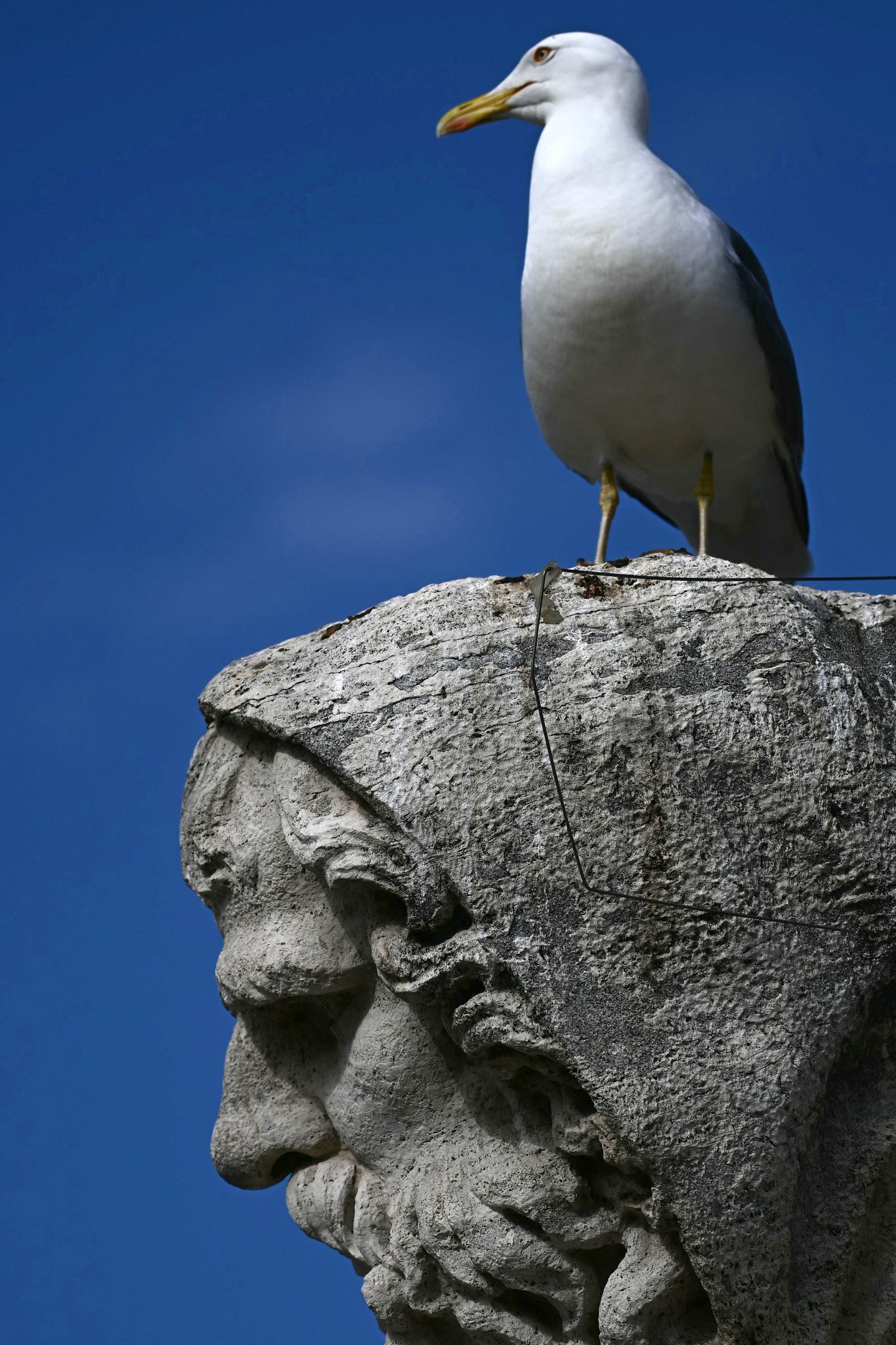 This photograph shows a seagull on the top of a statue, during the conclave, in the Vatican, on May 7, 2025. (Photo by Filippo MONTEFORTE / AFP)       