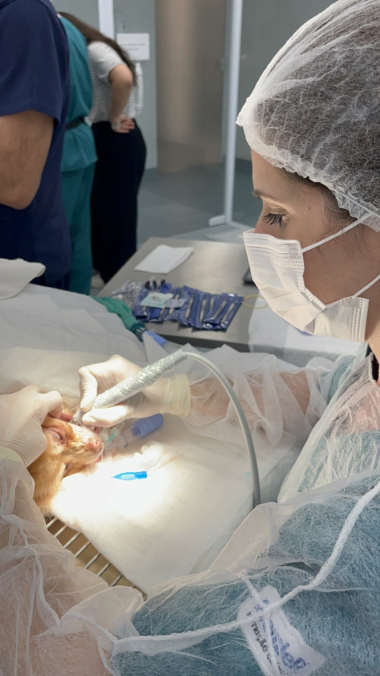 A spitz alemão Pitanga teve que passar por um procedimento de limpeza dentária