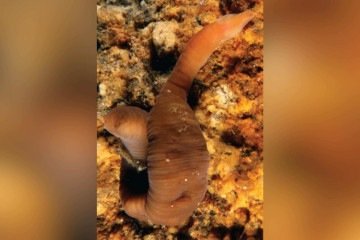 Imagem do 'verme acordeão' com corpo contraído mostra os anéis epidérmicos
 -  (crédito: Reprodução/Royalsocietypublishing)