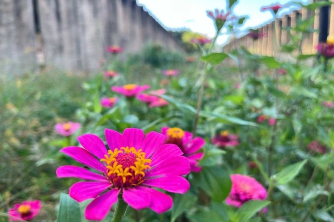 O Jardim Sequeiro, na Universidade de Brasília (UnB), muda de cor durante o ano de acordo com o florescimento das flores que são plantadas a cada período -  (crédito: Fotos: Bruna Pauxis)
