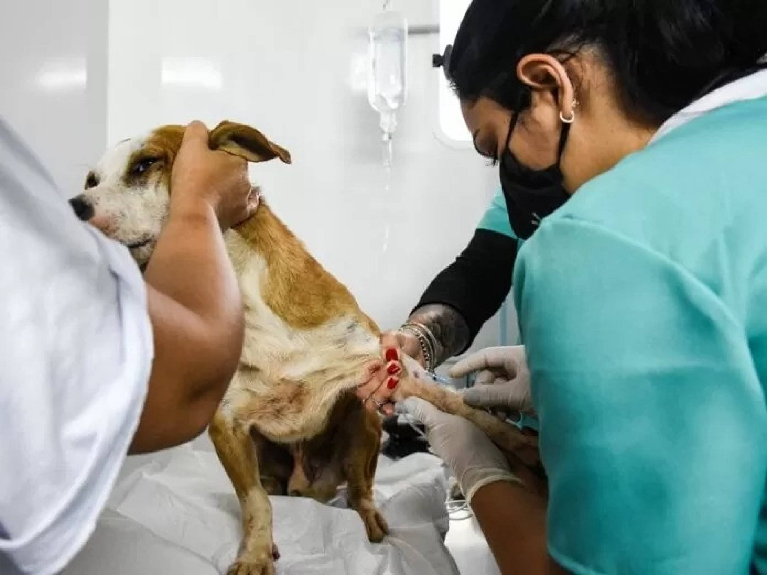 Inscrições para castração de cães e gatos no Pôr do Sol ocorrem no sábado Inscrições para castração de cães e gatos no Pôr do Sol ocorrem no sábado