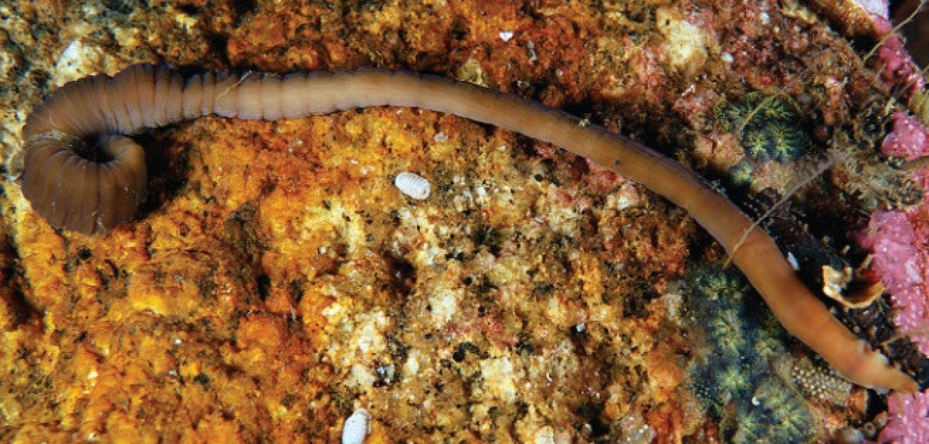 Vista dorsal do verme em estado relaxado também mostra os anéis epidérmicos