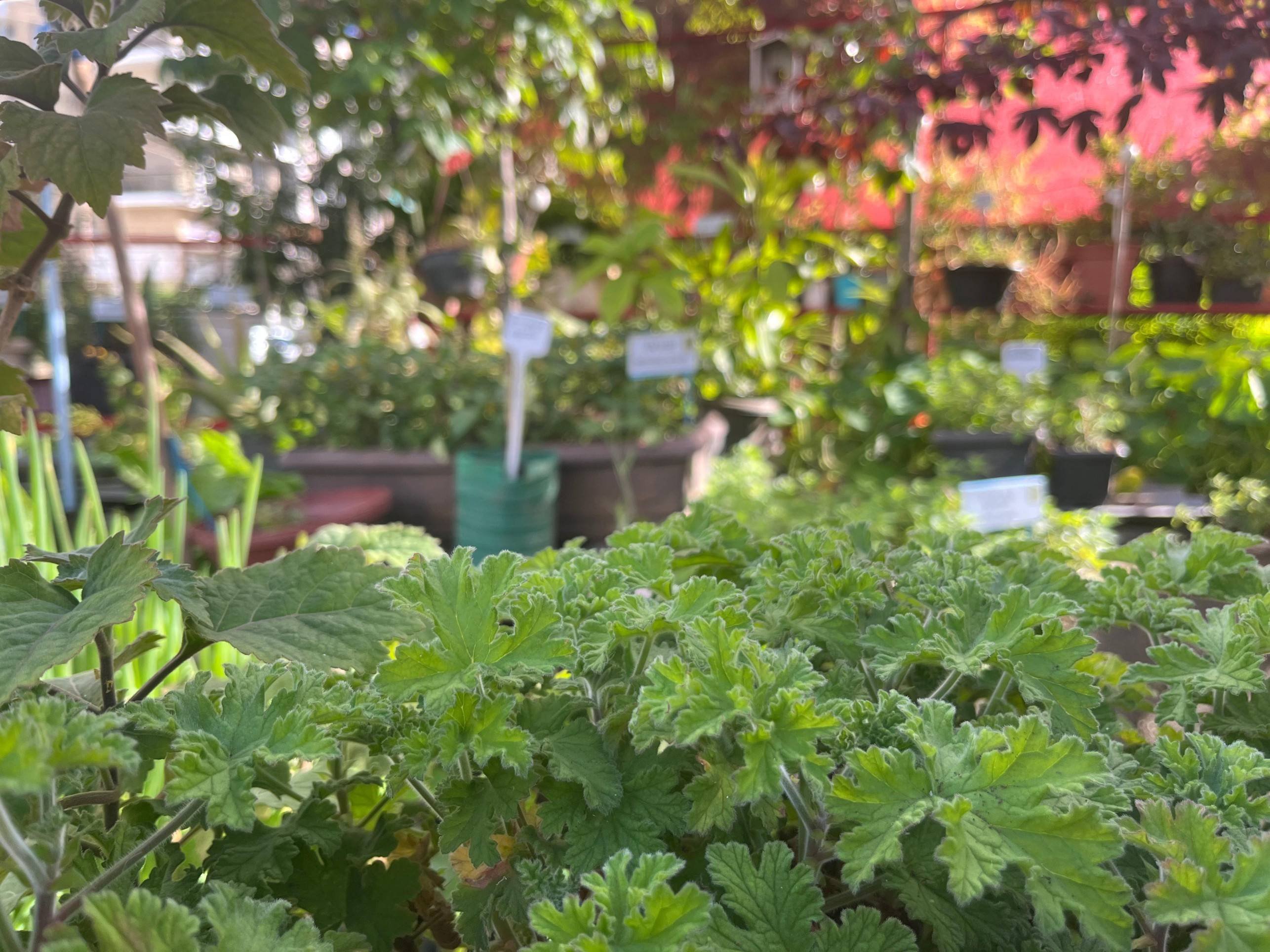 Além de plantas medicinais, no viveiro são plantadas também ornamentais