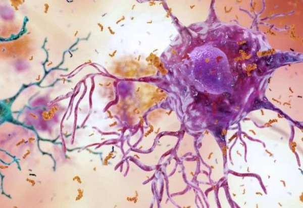 Divulgação/NIA/NIH