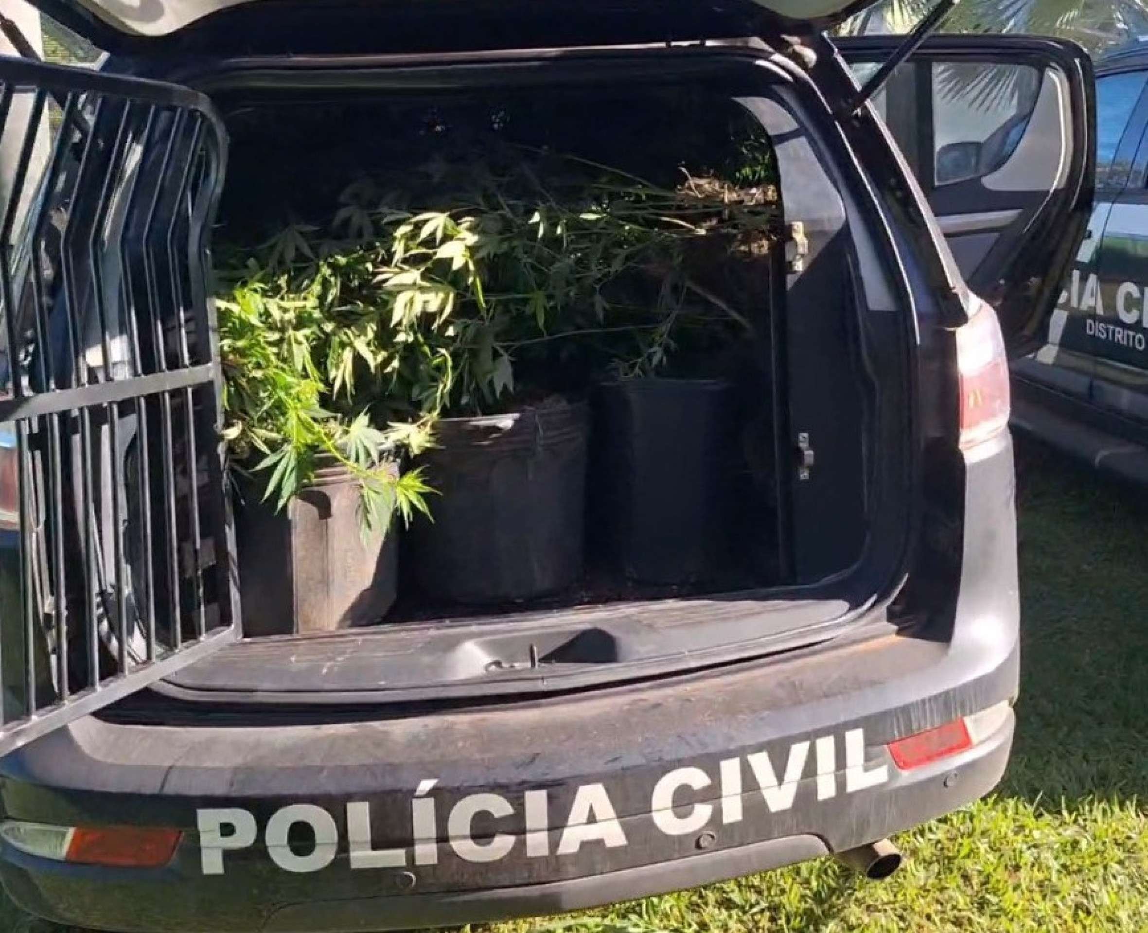 Vídeo: polícia desmonta estrutura sofisticada de cultivo de maconha no Lago Sul Vídeo: polícia desmonta estrutura sofisticada de cultivo de maconha no Lago Sul