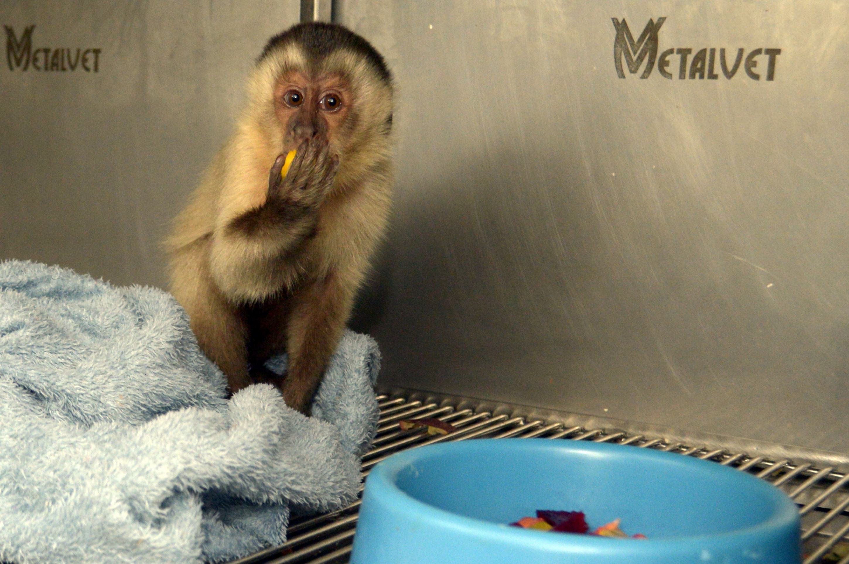 Macaco-prego se esbalda com a refeição servida