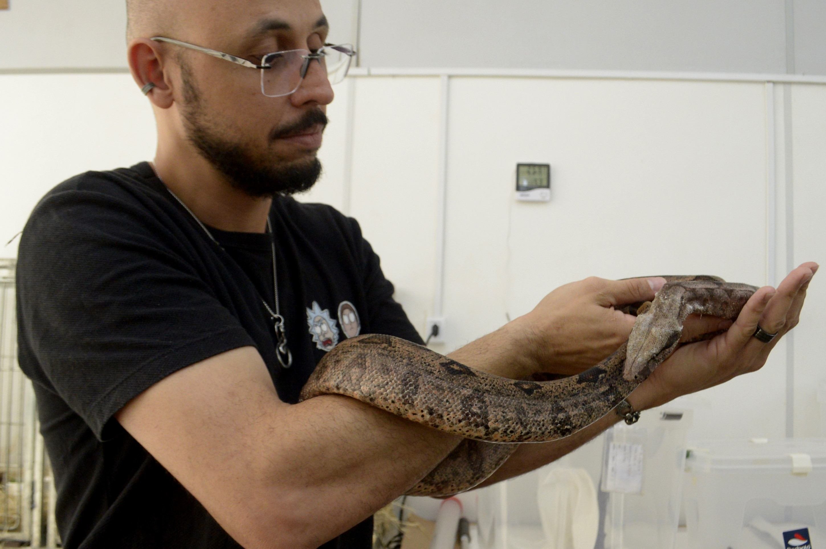 Thiago Marques, biólogo e coordenador do Hfaus, segura uma jiboia que se recupera após ter sido atropelada por uma moto