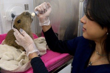 Brenda Garcia, tratadora e veterinária, alimenta uma capivara filhote -  (crédito: Fotos: Marcelo Ferreira/CB/D.A Press)