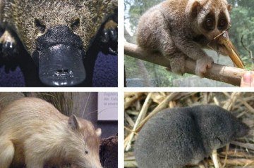 Só existem quatro mamíferos venenosos; veja quais