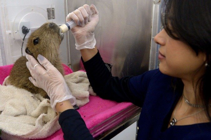 Brenda Garcia, tratadora e veterinária, alimenta uma capivara filhote - (crédito: Fotos: Marcelo Ferreira/CB/D.A Press) Brenda Garcia, tratadora e veterinária, alimenta uma capivara filhote - (crédito: Fotos: Marcelo Ferreira/CB/D.A Press)