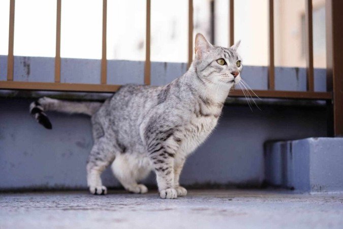 O gato mau egípcio é uma das raças mais antigas do mundo (Imagem: naturepicture_rika | Shutterstock) - (crédito: EdiCase) O gato mau egípcio é uma das raças mais antigas do mundo (Imagem: naturepicture_rika | Shutterstock) - (crédito: EdiCase)