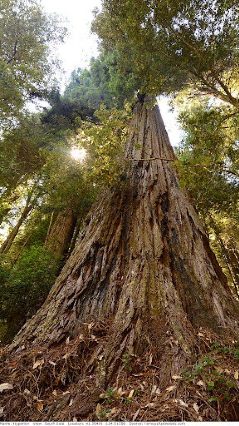Árvore mais alta do mundo: Hyperion -  (crédito: Divulgação/Parque Nacional Redwood)