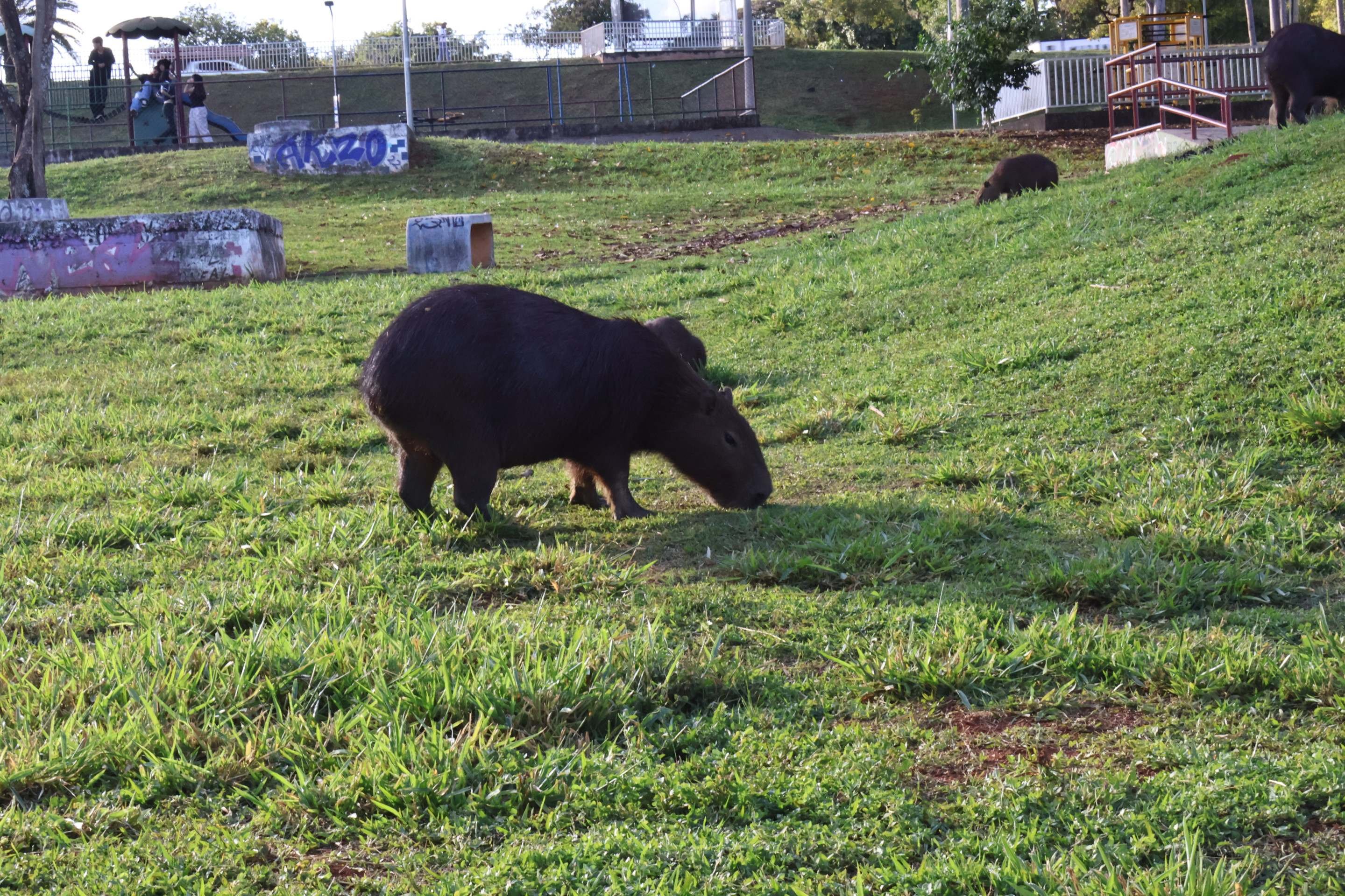 A preservação de animais silvestres, como as capivaras, precisa de um acompanhamento mais efetivo, segundo especialistas