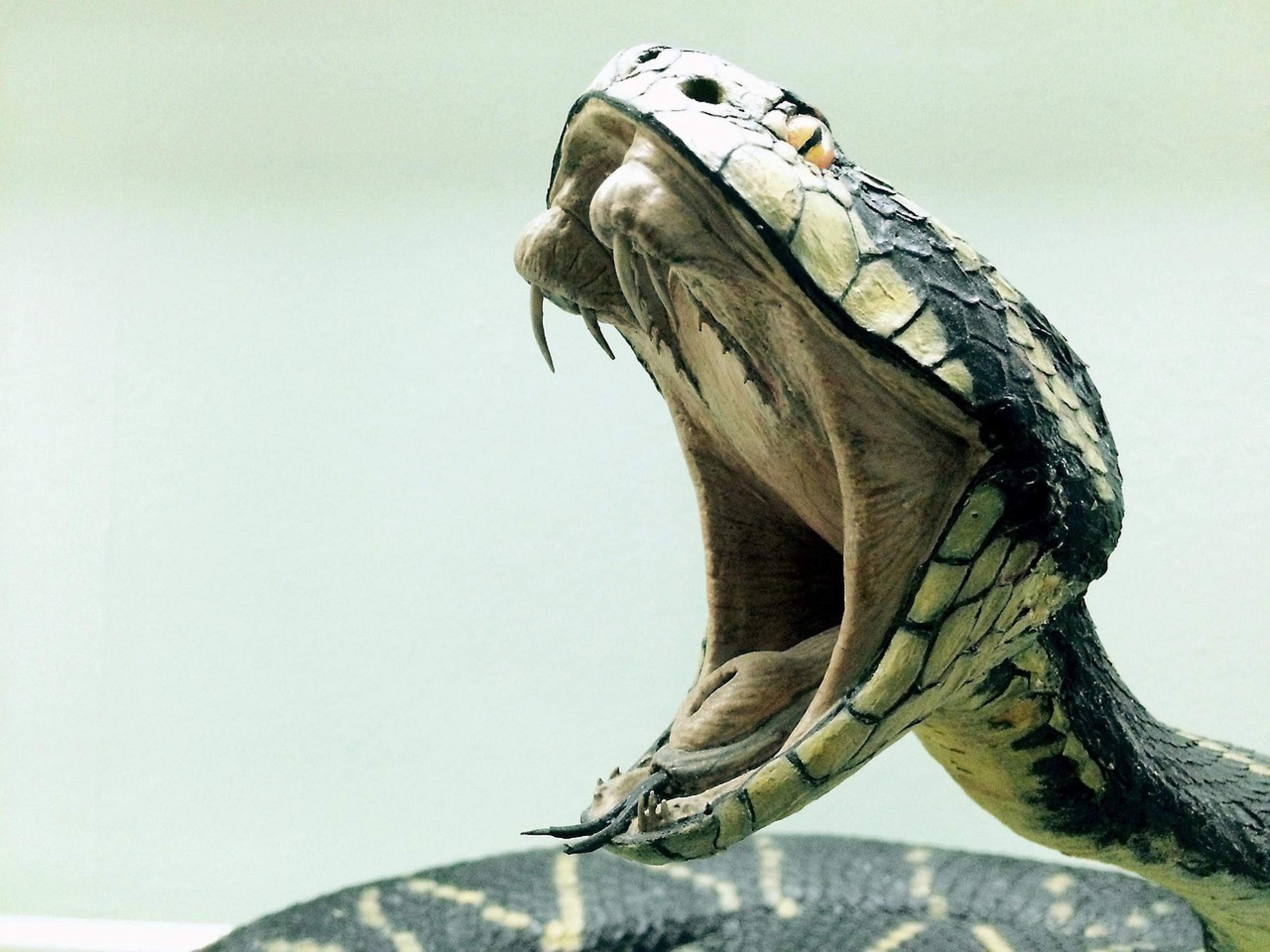 Cobra venenosa -  (crédito: Reprodução/Pixabay)