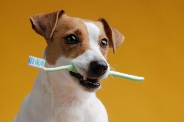 Os dentes dos animais também necessitam de cuidados (Imagem: sergey kolesnikov | Shutterstock) -  (crédito: EdiCase)