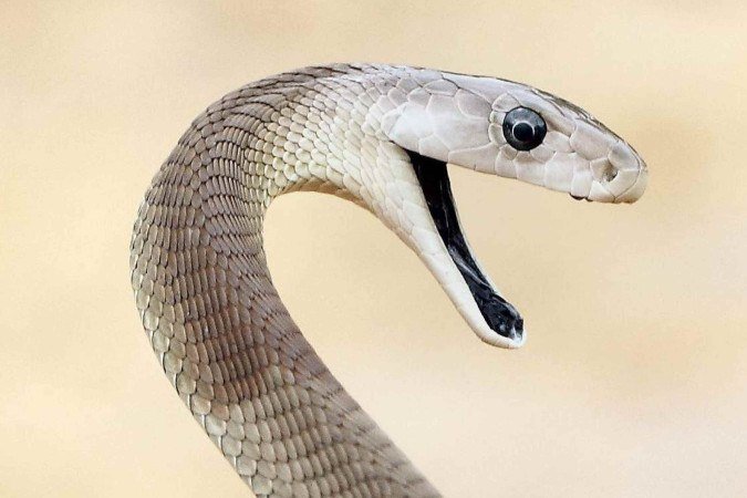 Tim Friede (centro) quis ajudar a desenvolver melhores terapias para as vítimas de picada de cobra - (crédito: Jacob Glanville) Tim Friede (centro) quis ajudar a desenvolver melhores terapias para as vítimas de picada de cobra - (crédito: Jacob Glanville)