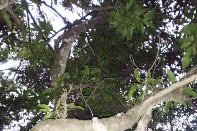 Preguiça encontrada no DF em maio de 2025 - (crédito: Policia Militar Ambiental/Divulgação) Preguiça encontrada no DF em maio de 2025 - (crédito: Policia Militar Ambiental/Divulgação)