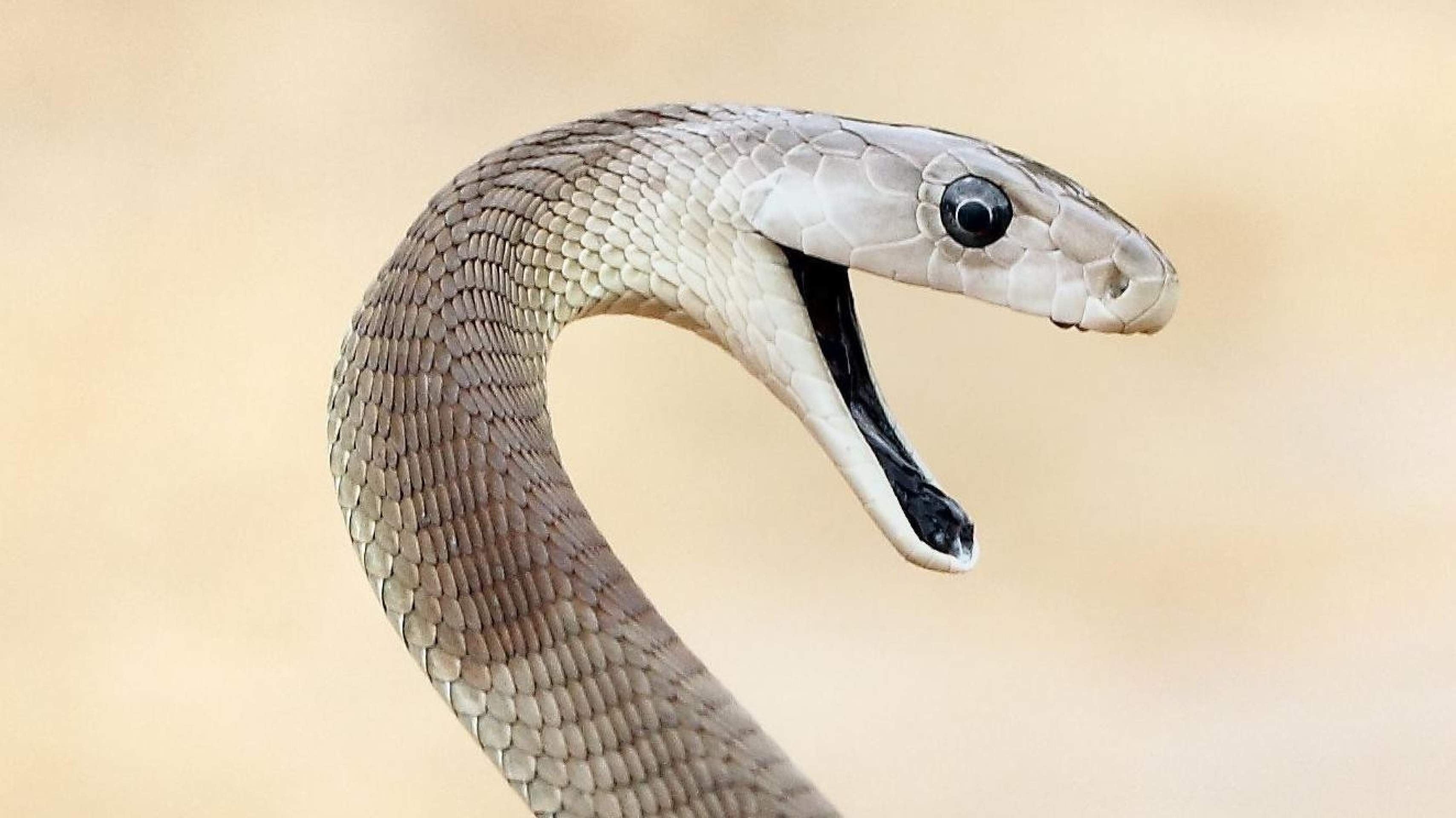 O 'incomparável' antídoto contra veneno de cobra feito a partir de homem picado 200 vezes O 'incomparável' antídoto contra veneno de cobra feito a partir de homem picado 200 vezes
