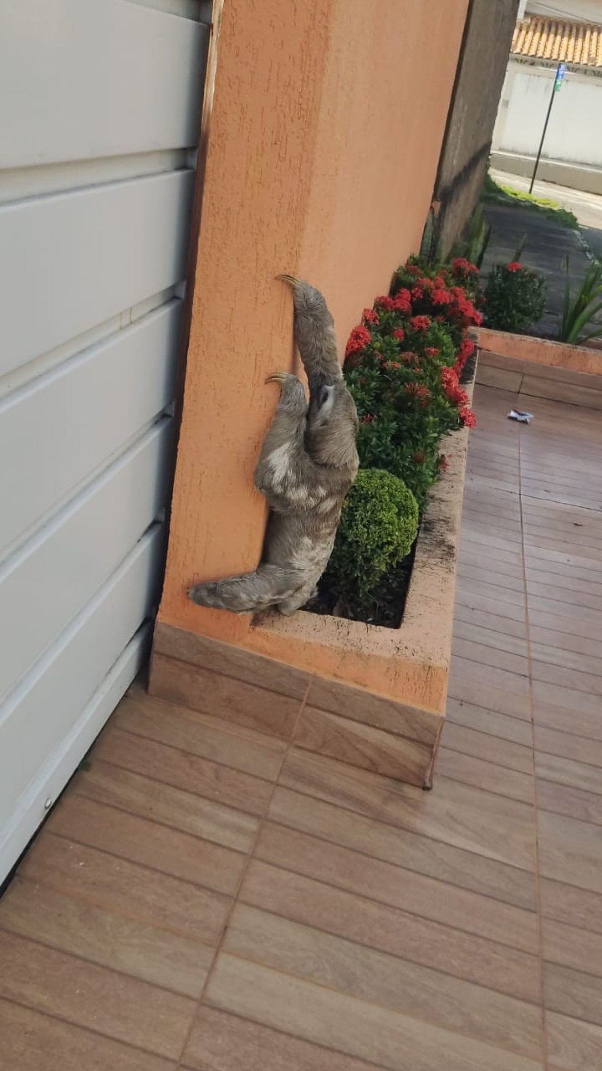 Preguiça encontrada no DF em maio de 2025