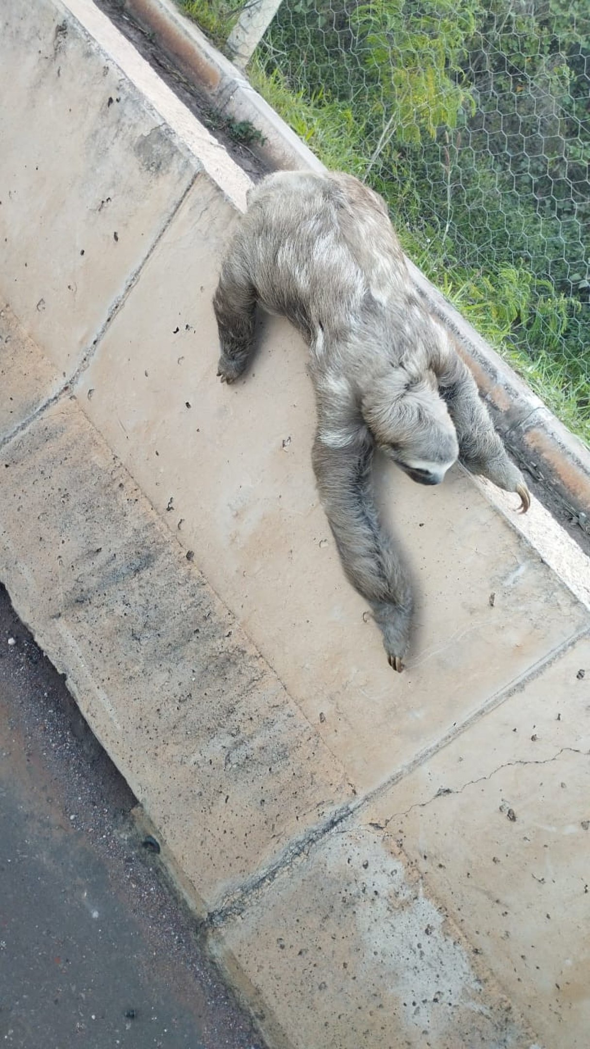 Preguiça encontrada no DF em maio de 2025