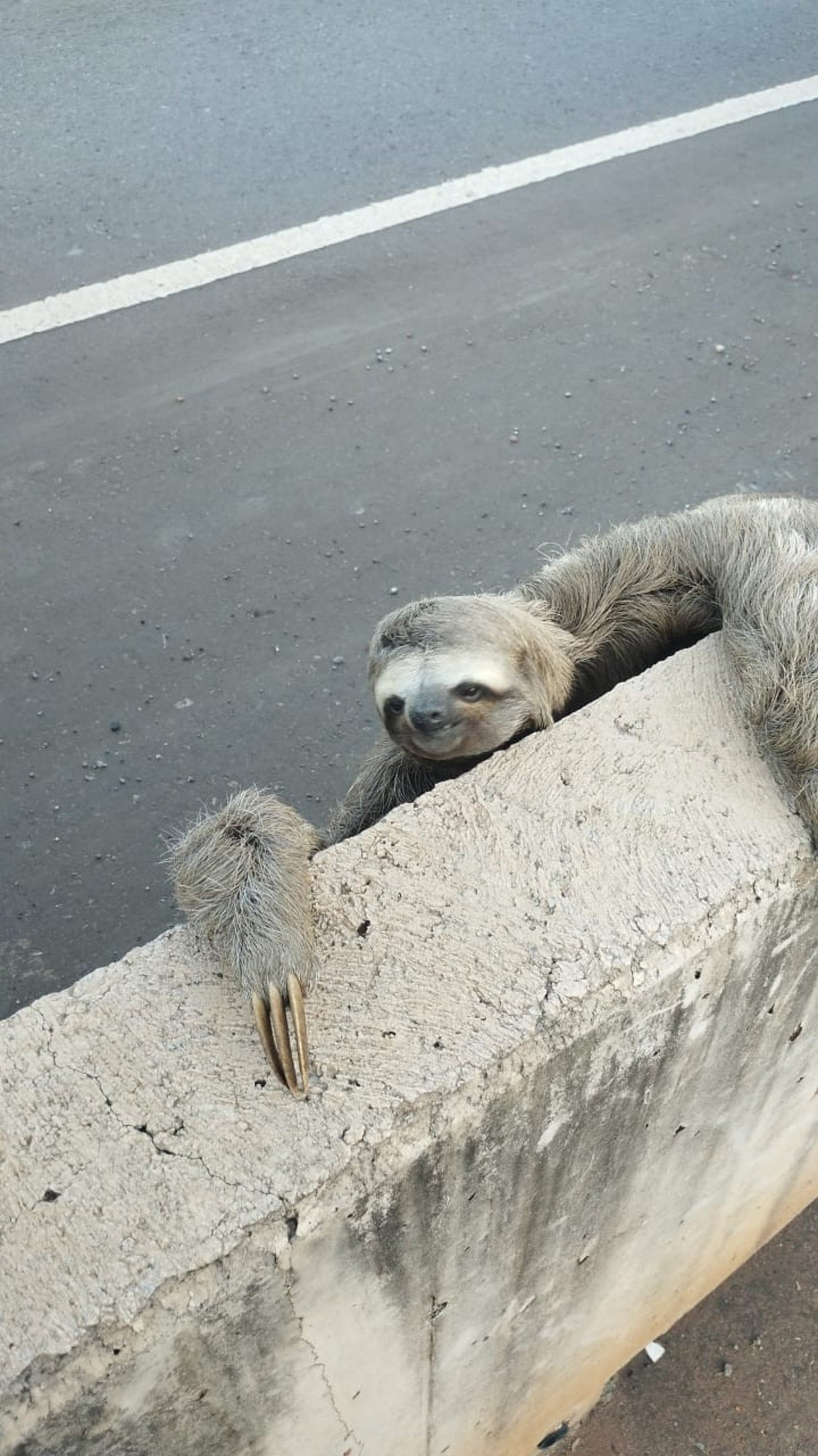 Preguiça encontrada no DF em maio de 2025