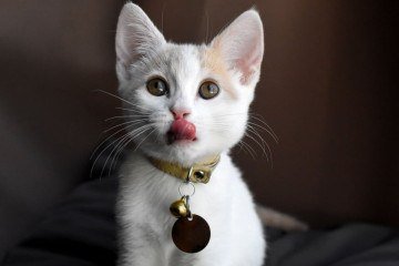 Ferramentas para localizar pets perdidos oferecem mais segurança para os animais e tutores (Imagem: MW47 | Shutterstock) -  (crédito: EdiCase)