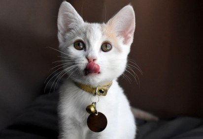 Ferramentas para localizar pets perdidos oferecem mais segurança para os animais e tutores (Imagem: MW47 | Shutterstock) -  (crédito: EdiCase)