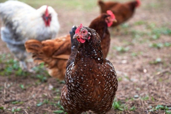 Entretanto, especialistas apontam desafios e limitações: o risco de gripe aviária, a necessidade de estrutura e tempo para cuidar das aves, e o fato de que galinhas caseiras produzem menos ovos que as aves industriais. - (crédito: Freepik - wirestock) Entretanto, especialistas apontam desafios e limitações: o risco de gripe aviária, a necessidade de estrutura e tempo para cuidar das aves, e o fato de que galinhas caseiras produzem menos ovos que as aves industriais. - (crédito: Freepik - wirestock)