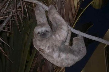 O animal foi resgatado na noite do último sábado (10/05), no Lago Sul -  (crédito: Divulgação/PMDF)