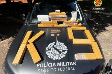 Operação com cão farejador localiza entorpecentes na rodoviária do DF -  (crédito: PMDF)