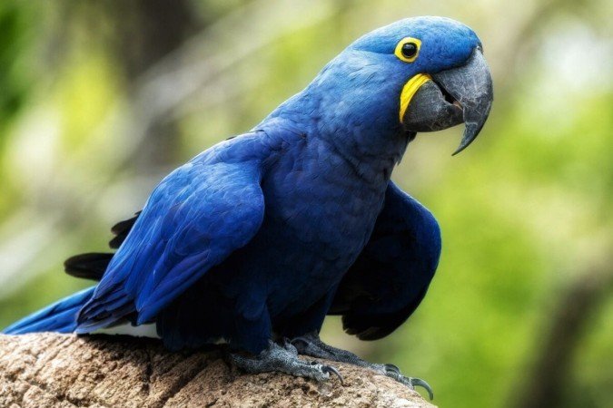 A arara-azul é originária principalmente do Pantanal, Cerrado e algumas regiões da Amazônia (Imagem: Purple_Graphics | Shutterstock) - (crédito: EdiCase) A arara-azul é originária principalmente do Pantanal, Cerrado e algumas regiões da Amazônia (Imagem: Purple_Graphics | Shutterstock) - (crédito: EdiCase)