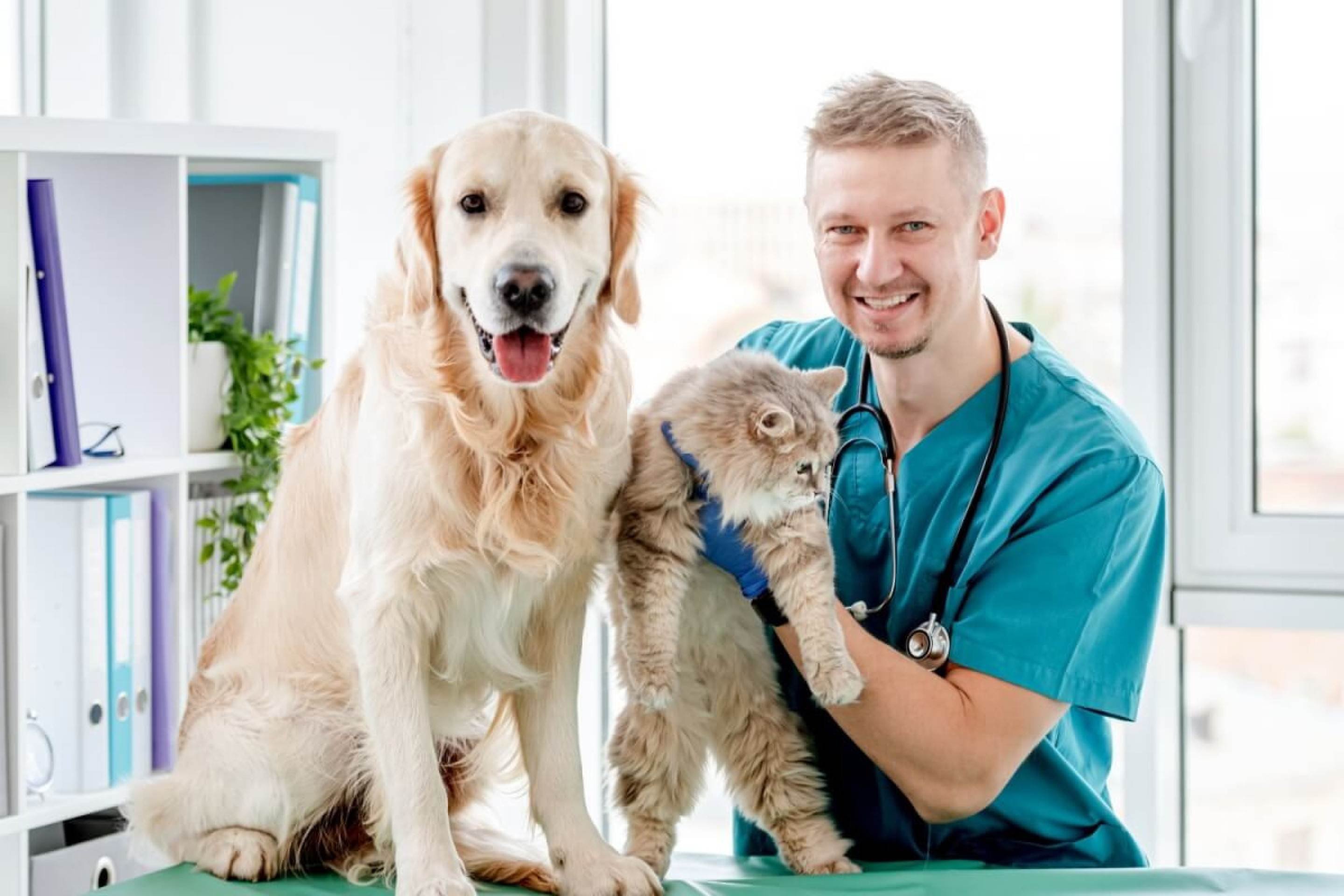 Os check-ups regulares permitem que a equipe veterinária identifique mudanças sutis e aja precocemente (Imagem: T.Vyc | Shutterstock)  -  (crédito: EdiCase)
