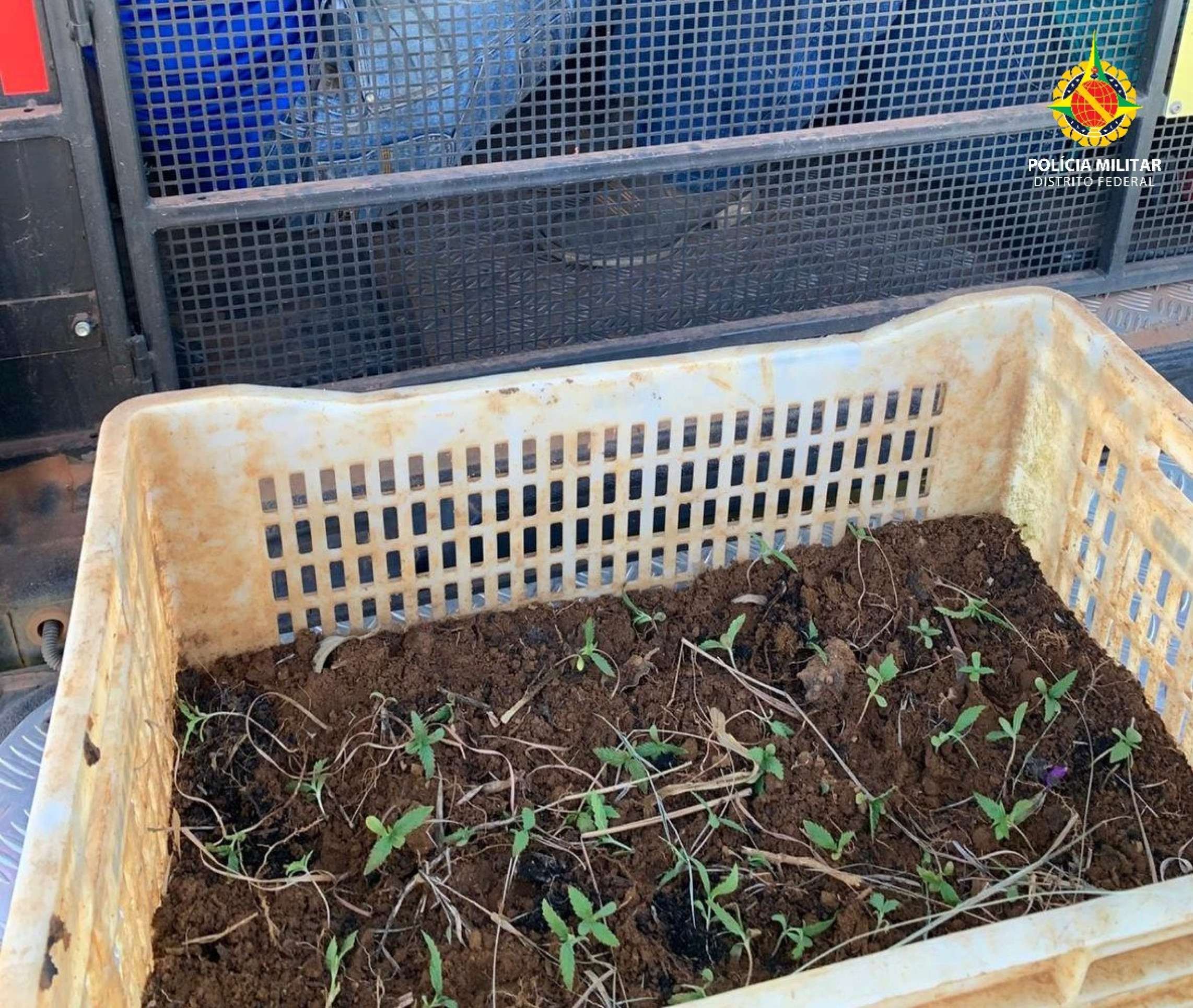 Vídeo: plantação de maconha é encontrada na Floresta Nacional de Brasília Vídeo: plantação de maconha é encontrada na Floresta Nacional de Brasília