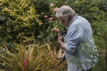 O ex-presidente uruguaio José Mujica carrega sua cadela de estimação Manuela, de 19 anos, durante as filmagens de uma entrevista com o diretor Emir Kusturica na casa de Mujica em Montevidéu, em 12 de dezembro de 2016 -  (crédito: Pablo PORCIUNCULA/AFP)