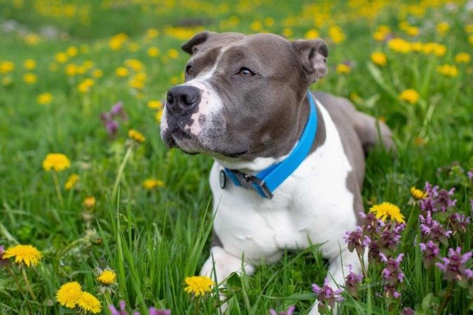 O staffordshire bull terrier tem um temperamento dócil e é muito apegado à família (Imagem: Shtanko Oksana | Shutterstock)  -  (crédito: EdiCase)