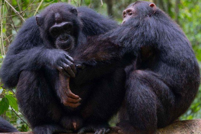 Chimpanzés são os parentes primatas mais próximos do ser humano - (crédito: Elodie Freymann) Chimpanzés são os parentes primatas mais próximos do ser humano - (crédito: Elodie Freymann)