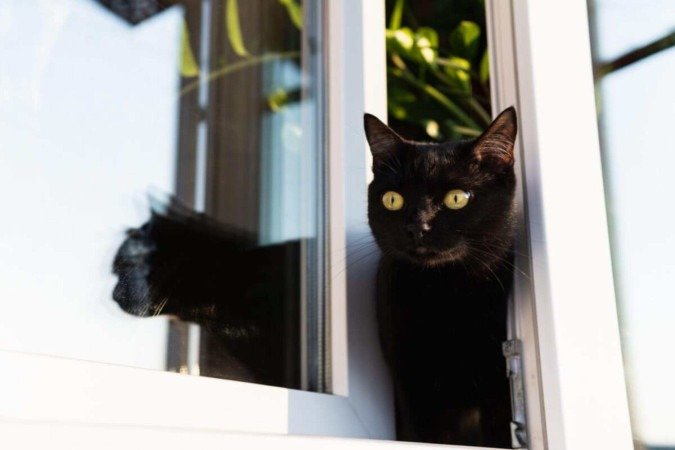 Manter o gato dentro de casa preserva a sua saúde e bem-estar (Imagem: leonov.o | Shutterstock) - (crédito: EdiCase) Manter o gato dentro de casa preserva a sua saúde e bem-estar (Imagem: leonov.o | Shutterstock) - (crédito: EdiCase)