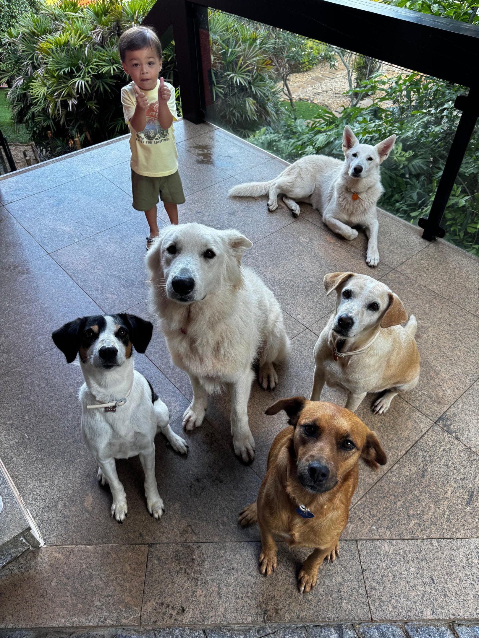 Entre brinquedos, telas e tapetes: como sua casa deve se adaptar ao pet