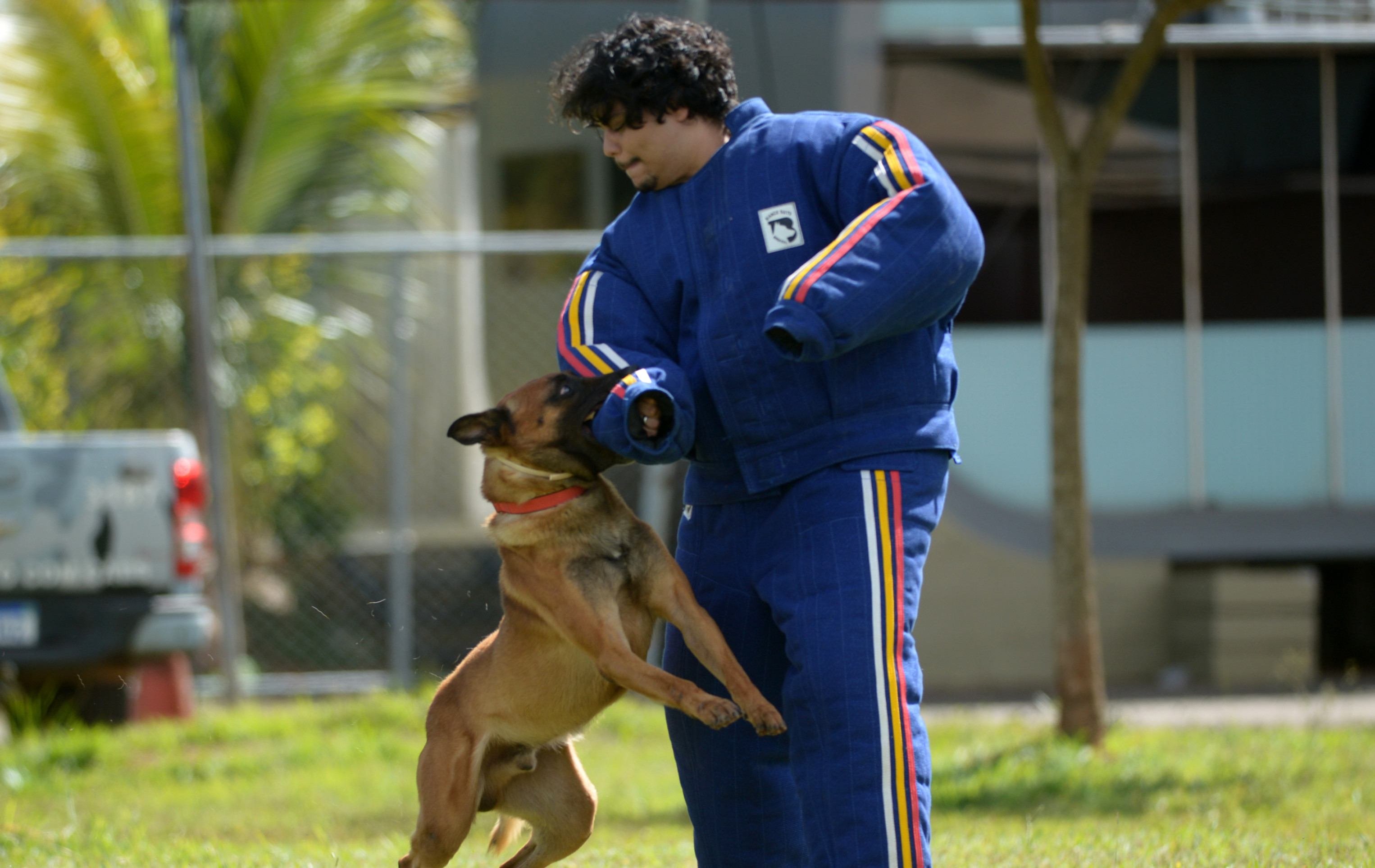 O pastor-belga-malinois realizando um treinamento de combate