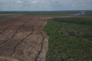 Em 2024, foram 652.197 hectares devastados no Cerrado -  (crédito: Divulgação/Ibama)