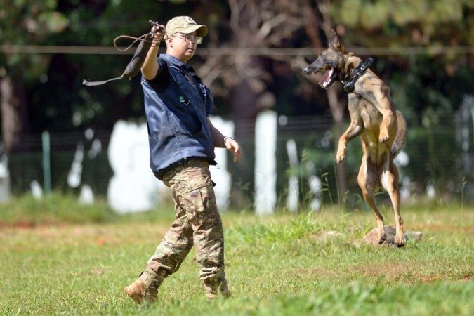 15/05/2025 Ed Alves CB/DA Press. Cidades. Na foto, Cabo Genora, no treinamento do BPCães. - (crédito: Ed Alves CB/DA Press) 15/05/2025 Ed Alves CB/DA Press. Cidades. Na foto, Cabo Genora, no treinamento do BPCães. - (crédito: Ed Alves CB/DA Press)