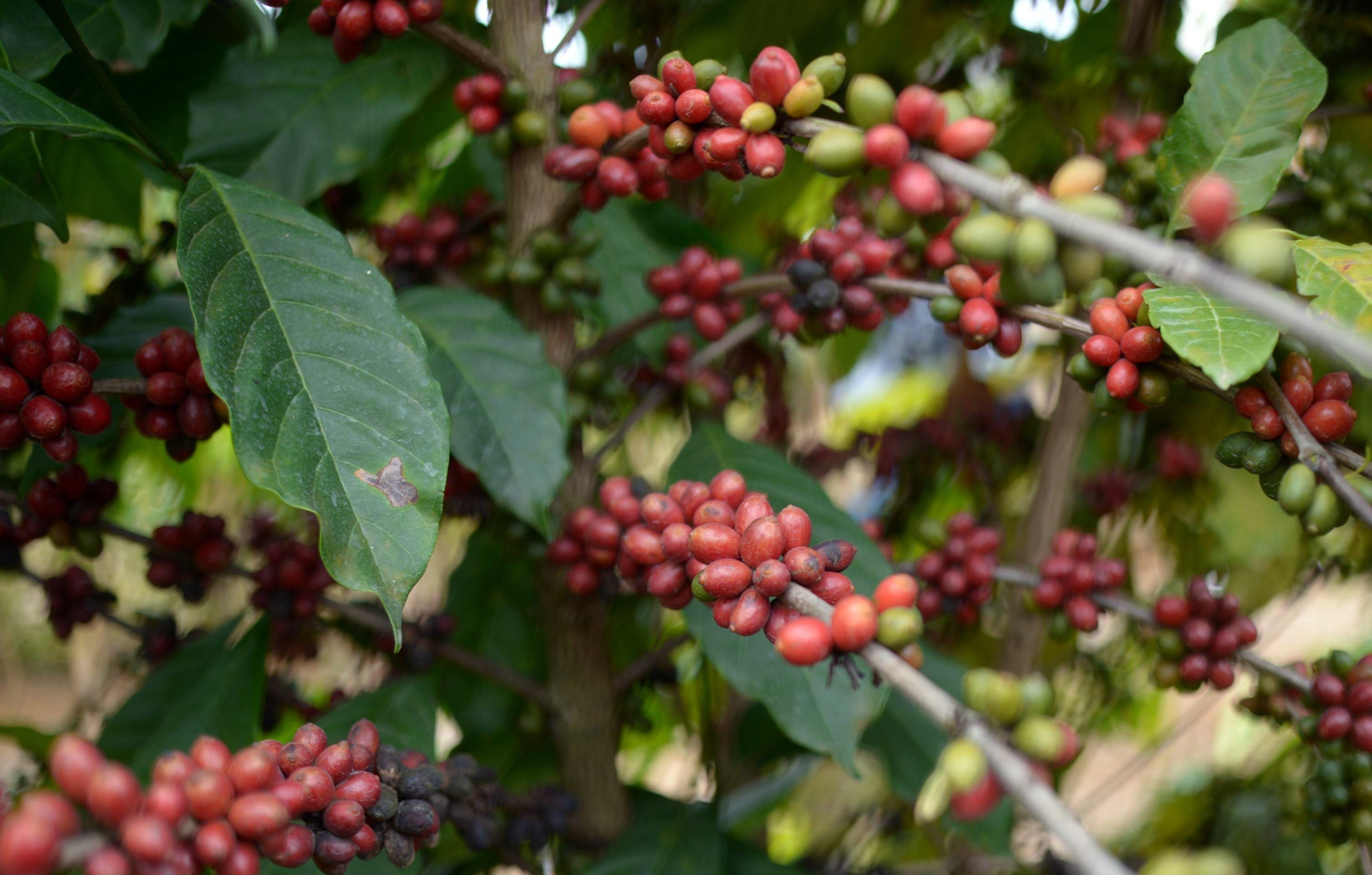Entenda como café brasileiro foi prejudicado apesar de redução das tarifas