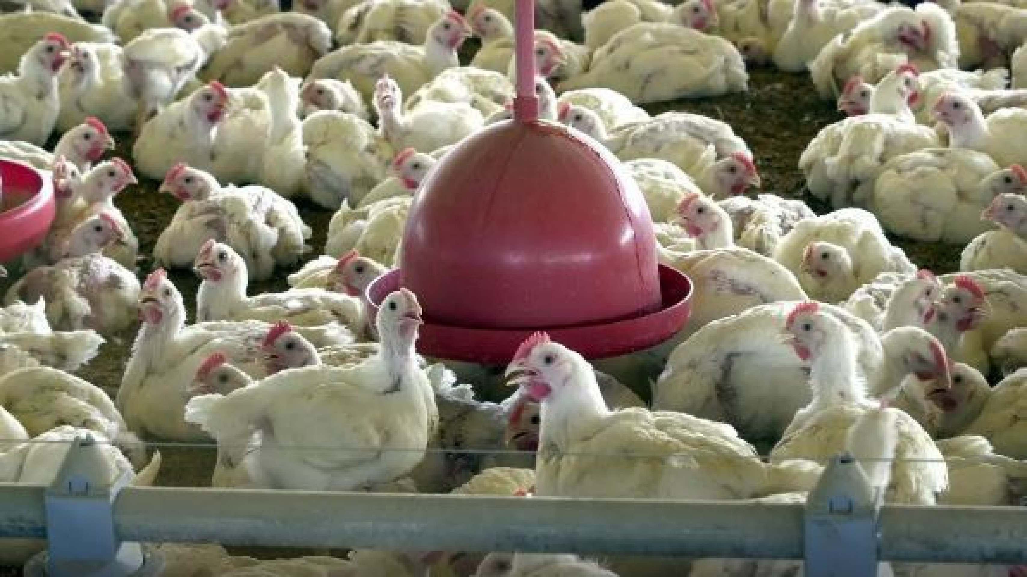 Com gripe aviária, exportações de carne de aves caem 12,9% em maio Com gripe aviária, exportações de carne de aves caem 12,9% em maio