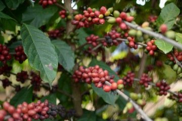  16/05/2025 Ed Alves CB/DA Press. Cidades. Agro Brasilia 2025. Café. Plantação de Arroz.  -  (crédito:  Ed Alves CB/DA Press)