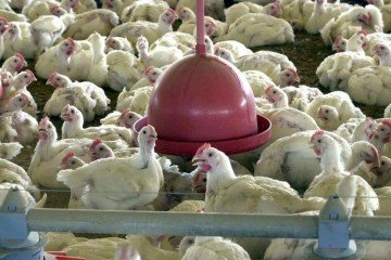 O caso de gripe aviária foi identificado em uma granja no Rio Grande do Sul  -  (crédito: Arquivo/Agência Brasil)