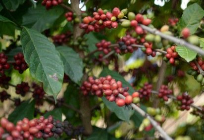  16/05/2025 Ed Alves CB/DA Press. Cidades. Agro Brasilia 2025. Café. Plantação de Arroz.  -  (crédito:  Ed Alves CB/DA Press)