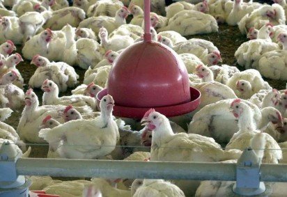 Galinhas em granja -  (crédito: Arquivo/Agência Brasil)