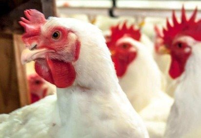 Aves migratórias espalham o vírus entre países e continentes — e fazem o H5N1 chegar às granjas -  (crédito: Getty Images)