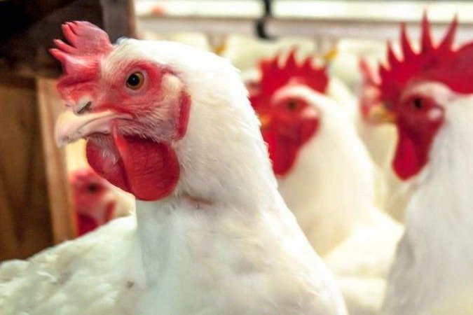 Aves migratórias espalham o vírus entre países e continentes — e fazem o H5N1 chegar às granjas - (crédito: Getty Images) Aves migratórias espalham o vírus entre países e continentes — e fazem o H5N1 chegar às granjas - (crédito: Getty Images)